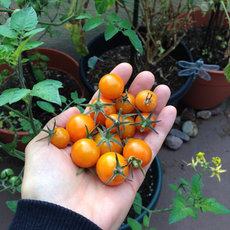 Cherry tomatoes